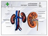 Стенд "Строение почки человека" - fgospostavki.ru - Иркутск