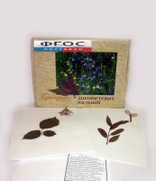 Гербарий "Дикорастущие растения" (28 видов) - fgospostavki.ru - Иркутск