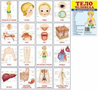 Раздаточные карточки "Тело человека" - fgospostavki.ru - Иркутск