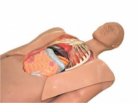 Муляж оперируемого пациента с экскурсией в грудную клетку и маской наркоза - fgospostavki.ru - Иркутск