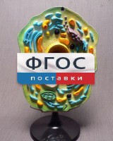 Модель "Клетка растения" - fgospostavki.ru - Иркутск