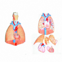 Модель "Система органов дыхания" - fgospostavki.ru - Иркутск