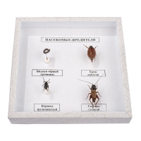 Коллекция энтомологическая "Насекомые вредители" - fgospostavki.ru - Иркутск