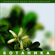 Ботаника. (Цифровая база изображений) - fgospostavki.ru - Иркутск