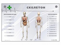 Электрифицированный стенд-тренажер "Скелетон" - fgospostavki.ru - Иркутск