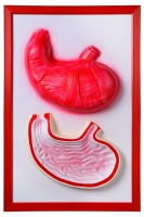 Барельефная модель "Желудок" - fgospostavki.ru - Иркутск