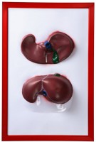 Барельефная модель "Печень" - fgospostavki.ru - Иркутск