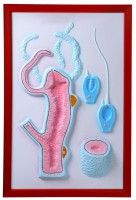 Барельефная модель "Строение гидры" - fgospostavki.ru - Иркутск