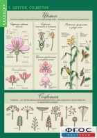 Комплект таблиц. Биология 6 класс. Растения, грибы, лишайники - fgospostavki.ru - Иркутск