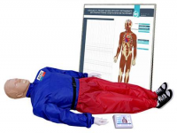 "Александр-01" тренажер-манекен взрослого пострадавшего для отработки приемов сердечно-легочной реанимации (голова, туловище, конечности) с контроллером и настенным табло - fgospostavki.ru - Иркутск