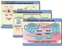 Комплект таблиц "Русский язык. Орфография" (14 таблиц, формат А1, ламинированные) - fgospostavki.ru - Иркутск