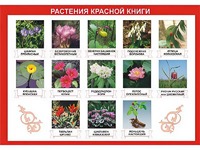 Таблица демонстрационная "Растения Красной книги" (винил 70*100) - fgospostavki.ru - Иркутск