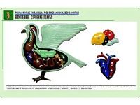 Рельефная таблица "Внутреннее строение голубя" (формат А1, матовое ламинирование) - fgospostavki.ru - Иркутск