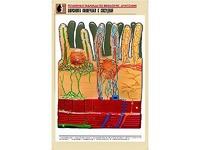 Рельефная таблица "Ворсинка кишечная с сосудом" (формат А1, матовое ламинирование) - fgospostavki.ru - Иркутск