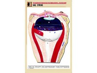Рельефная таблица "Глаз. Строение" (формат А1, матовое ламинирование) - fgospostavki.ru - Иркутск