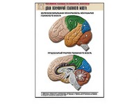 Рельефная таблица "Доли полушарий головного мозга" (формат А1, матовое ламинирование) - fgospostavki.ru - Иркутск