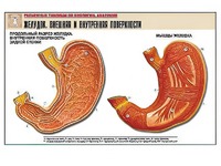 Рельефная таблица "Желудок. Внешняя и внутренняя поверхности" (формат А1, матовое ламинирование) - fgospostavki.ru - Иркутск
