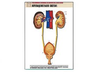 Рельефная таблица "Мочевыделительная система" (формат А1, матовое ламинирование) - fgospostavki.ru - Иркутск