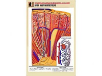 Рельефная таблица "Почка. Макро-микростроение" (формат А1, матовое ламинирование) - fgospostavki.ru - Иркутск