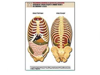 Рельефная таблица "Расположение органов грудной и брюшной полостей по отношению к скелету"(формат А1, ламинированная) - fgospostavki.ru - Иркутск