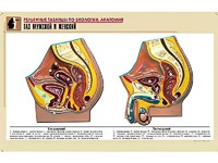 Рельефная таблица "Таз мужской и женский" (формат А1, матовое ламинирование) - fgospostavki.ru - Иркутск