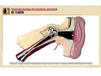 Рельефная таблица "Ухо человека" (формат А1, матовое ламинирование) - fgospostavki.ru - Иркутск