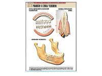 Рельефная таблица "Челюсти и зубы человека" (формат А1, матовое ламинирование) - fgospostavki.ru - Иркутск