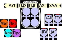 Модель-аппликация "Биосинтез белка" (ламинированная) - fgospostavki.ru - Иркутск