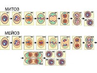 Модель-аппликация "Деление клетки. Митоз и мейоз" (ламинированная) - fgospostavki.ru - Иркутск