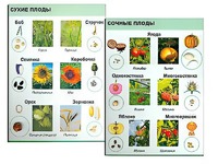 Коллекция "Семена и плоды" - fgospostavki.ru - Иркутск
