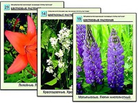 Гербарий фотографический "Основные группы растений" - fgospostavki.ru - Иркутск