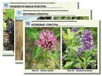 Гербарий фотографический "Сельскохозяйственные растения России" - fgospostavki.ru - Иркутск