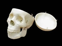 Модель "Череп человека" - fgospostavki.ru - Иркутск