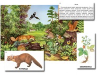 Магнитный плакат-аппликация "Лес: биоразнообразие и взаимосвязи в сообществе" - fgospostavki.ru - Иркутск