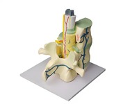 Модель части позвоночника человека - fgospostavki.ru - Иркутск