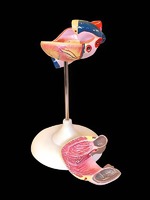 Модель сердца (лабораторная) - fgospostavki.ru - Иркутск