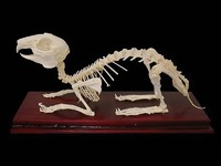 Скелет кролика - fgospostavki.ru - Иркутск