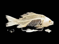 Скелет костистой рыбы - fgospostavki.ru - Иркутск