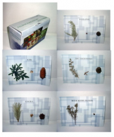 Коллекция "Голосеменные растения" - fgospostavki.ru - Иркутск