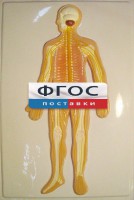 Модель барельефная "Нервная система человека" - fgospostavki.ru - Иркутск