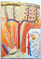 Модель барельефная "Почка" (макро-микростроение) - fgospostavki.ru - Иркутск