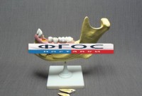 Модель "Челюсть разборная" - fgospostavki.ru - Иркутск