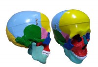 Модель "Череп" (с раскрашенными костями) - fgospostavki.ru - Иркутск