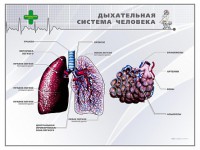 Стенд "Дыхательная система человека" - fgospostavki.ru - Иркутск