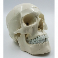 Модель "Череп" (белый) - fgospostavki.ru - Иркутск