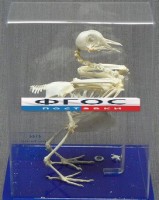 Скелет голубя - fgospostavki.ru - Иркутск