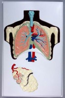 Модель барельефная "Строение легких" - fgospostavki.ru - Иркутск