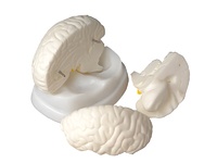 Модель мозга в разрезе - fgospostavki.ru - Иркутск