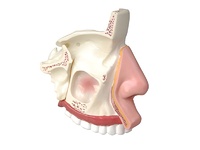Модель носа в разрезе - fgospostavki.ru - Иркутск