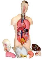 Торс человека разборный (42 см.) - fgospostavki.ru - Иркутск